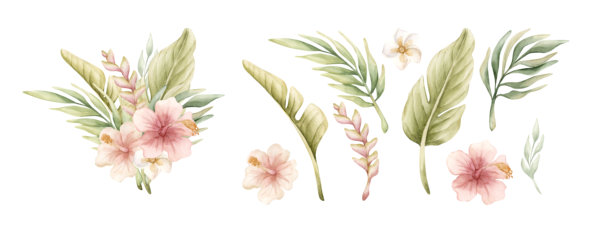 热带朱槿蝎尾蕉棕榈叶。可爱的异国情调粉色花卉植物。水彩夏日花卉孤立插画图片下载