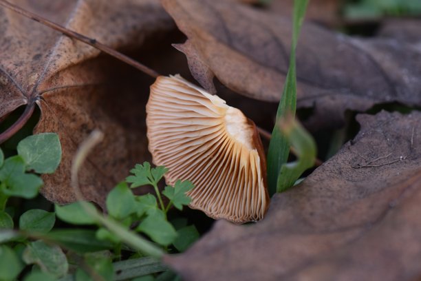 花园里绿草地上的红蘑菇，照片特写图片下载