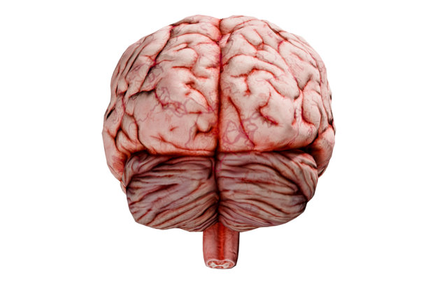 白色背景上人脑的背面视图，孤立的，详细的解剖学概念渲染图片下载