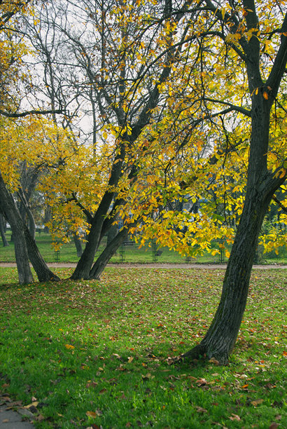 塞尔维亚尼什市的公共公园——凯尔，晴朗的秋日早晨（图片 01）图片下载