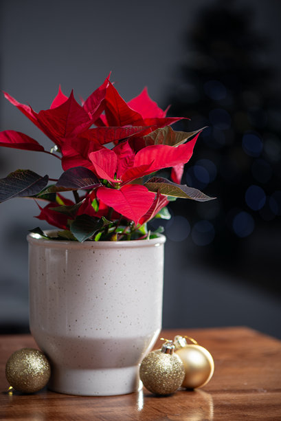 现代花盆中的传统圣诞花——红色一品红，摆放在房间内的桌子上，背景是绿色的圣诞树。适合社交媒体帖子背景、祝福、节日公告。高质量照片。图片下载