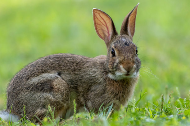 特写一只幼年东部棉尾兔在绿草中，适合用于春夏季节的图片图片下载