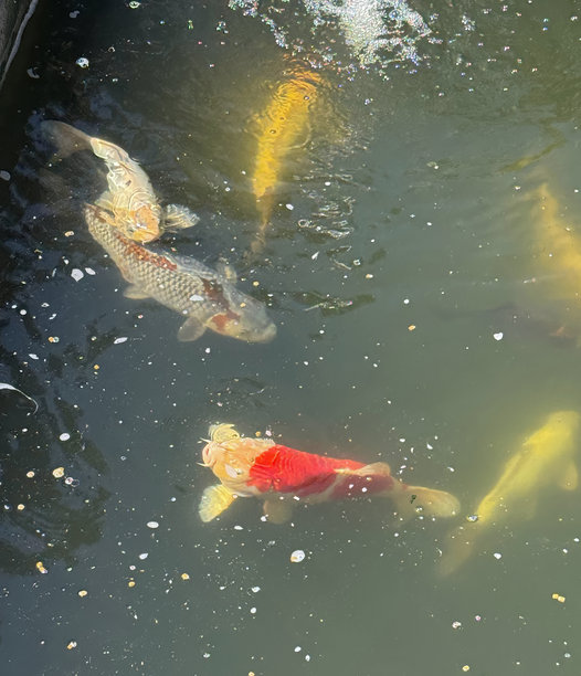 色彩斑斓的锦鲤在池塘水中游动。动物肖像特写，选择性对焦照片图片下载