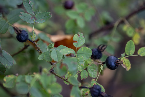 秋季黑莓枝头带叶，自然成熟，开放空间下的浆果微距照片图片下载