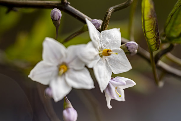 精美的白色花朵，观赏性马铃薯花的特写照片图片下载