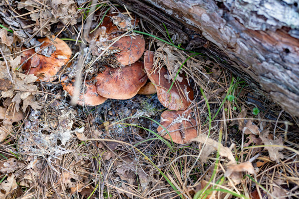 森林中松树下的稀有野生蘑菇，生长于自然环境中图片下载
