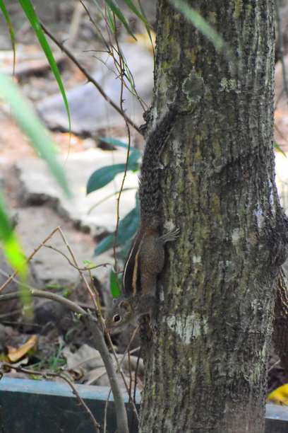 斯里兰卡城市野生动物图片下载