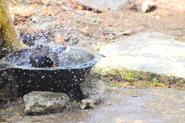 斯里兰卡城市野生动物图片下载