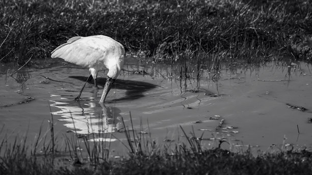 东非鸟类：野生动物与自然摄影图片下载