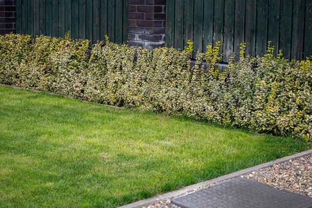 深色木栅栏背景下的斑叶树篱与绿色草坪。景观设计、物业维护、花园边界。真实照片图片下载