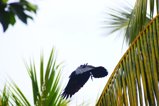斯里兰卡城市野生动物图片下载