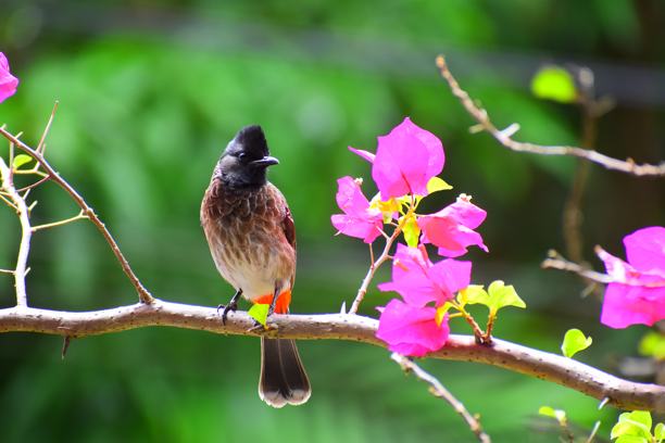 斯里兰卡城市野生动物图片下载