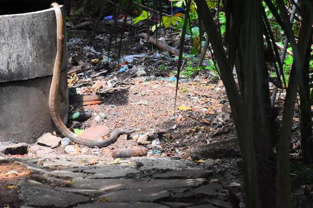 斯里兰卡城市野生动物图片下载