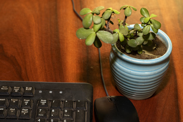 简约的办公空间，配有键盘、鼠标和室内植物，象征着平静与高效。图片下载