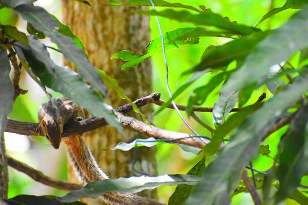 斯里兰卡城市野生动物图片下载