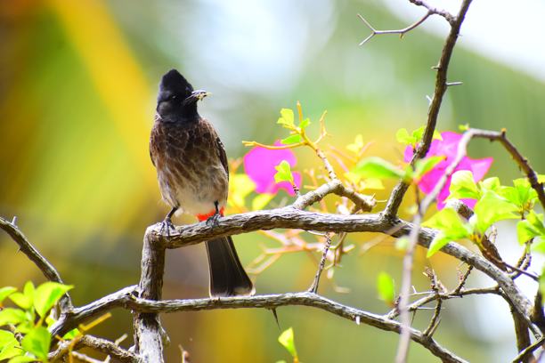 斯里兰卡城市野生动物图片下载