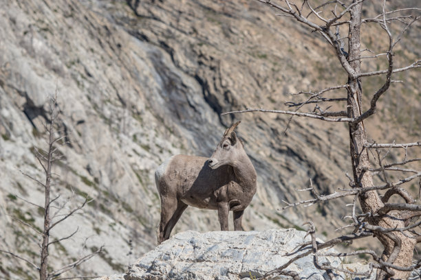 沃特顿国家公园的野生盘羊：阳光明媚的自然与野生动物美景图片下载