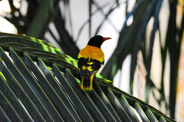 我在花园里随手拍的照片.....图片下载