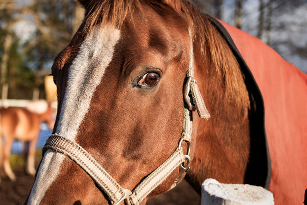 农场里美丽的马匹照片，它们在牧场里吃草或散步。柔和的自然光线，可以看清毛发、鬃毛和动态的细节。非常适合自然摄影、农场生活、马术主题和野生动物内容。图片下载