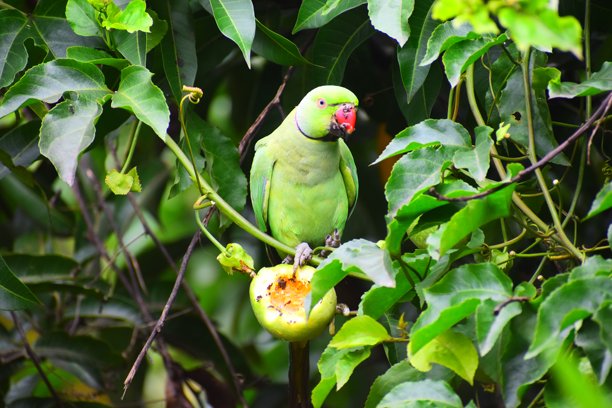 我在花园里随手拍的照片.....图片下载