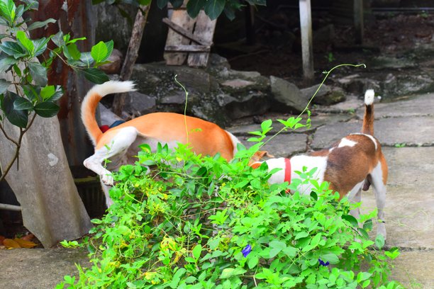 我在花园里随手拍的照片.....图片下载
