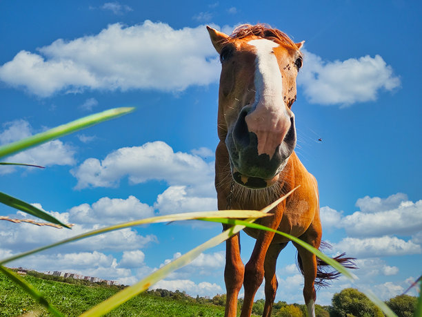 低角度拍摄的棕色马，额头上有白色斑点，在绿色的草地上。有趣的图片。图片下载