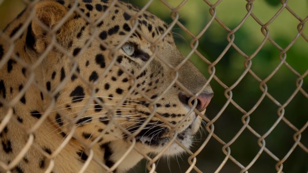 链条围栏后面的豹子。该图片可用于说明自然、公园和户外地点。图片下载