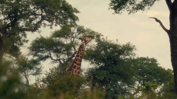 一只长颈鹿站在树丛中，伸长脖子去够最高的树枝。这张照片暗示了一个野生、自然的环境，可能是一个公园或保护区。图片下载