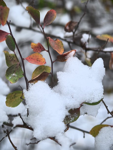 雪下的日本卫矛，挂满雪的带红浆果的枝条，红色的日本卫矛浆果，雪下的灌木丛，冬季氛围，浆果的微距摄影，冬季景观，美丽的冬季照片图片下载