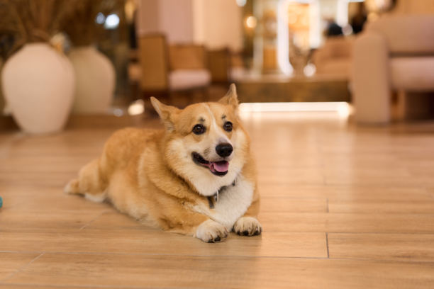 可爱的狗狗照片，一只快乐柯基犬的生动特写，在木地板上展现出富有表现力的面部特征图片下载