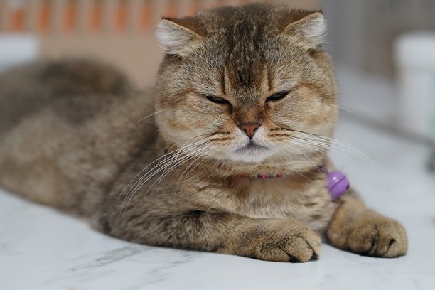 一只可爱毛茸茸的猫咪在大理石表面放松，表情平静，展示着其惹人喜爱的特征和蓬松的毛发，非常适合猫咪爱好者和宠物照片图片下载