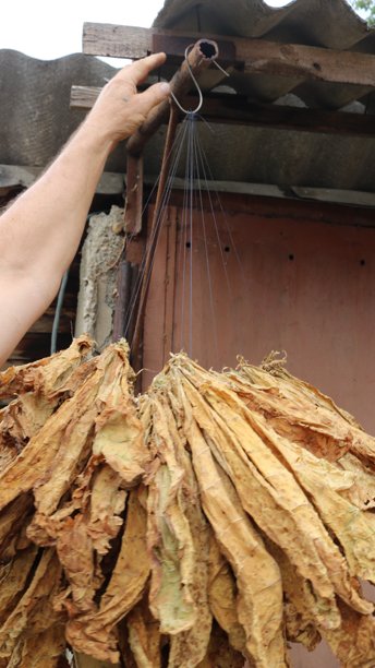 一名男子在镜头后伸手去拿一束干燥的烟草叶的垂直照片图片下载