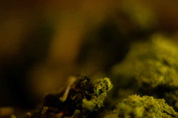 马黛茶的微距照片。图片下载