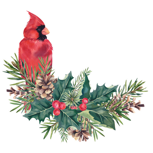 松枝上的红衣主教，带有松果和槲寄生。水彩冬日手绘插画。一套鸟和一根松枝在白色背景上。新年节日装饰组合。图片下载