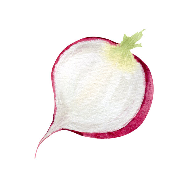 半个新鲜红萝卜。手绘水彩风格的蔬菜内部纹理插画，孤立在白色背景上。作为健康食品、烹饪设计、菜单、食谱、厨房纺织品等的植物元素。图片下载