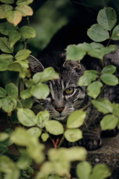 一只灰虎斑猫藏在茂密的绿色植物中，在庇护所里观察。这张照片充满氛围感，具有伪装效果和自然的氛围。图片下载