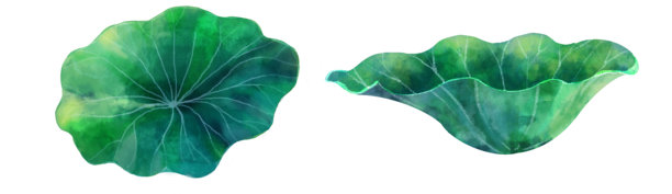 一张精美的纯手工水彩手绘荷花绿叶插画，背景透明，复古风格。图片下载