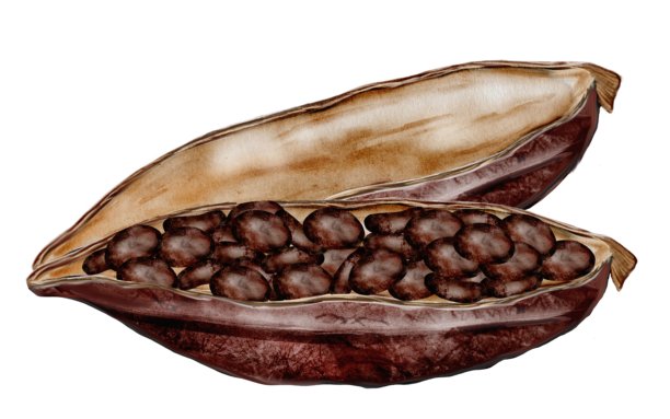 可可豆和豆荚。超级食品剪贴画。手绘水彩插画，背景为白色。用于巧克力和可可产品设计。图片下载