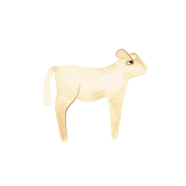白色安格斯牛是生产牛排最受欢迎的牛肉品种。小牛。适用于包装、儿童书籍和百科全书的插画角色。复古风格的独立水彩插画。剪贴画。图片下载