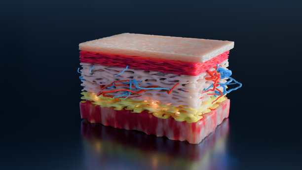 减肥对比。身体变化。肥胖腰身与纤细腰身的对比，腹部脂肪堆积与纤瘦身材的对比，皮肤层解剖结构，快速减肥过程，皮肤下方。脂肪燃烧，三维渲染图片下载