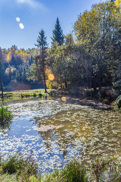 自然风光，森林，喀尔巴阡山，欧洲自然照片，东欧图片下载