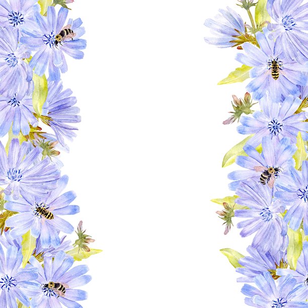 方形开口花框，饰有淡蓝色矢车菊，含花茎、叶片和蜜蜂，水彩插画。描绘无咖啡因咖啡替代品的简约剪贴画，留有文本或复制空间。图片下载