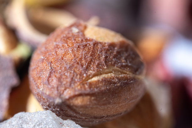 一堆干燥、着色后的芸香（Peganum harmala）的种子胶囊和种子，混合着透明的结晶盐，通常用于装饰或传统目的，这是一张充满活力、细节丰富的微距照片。图片下载