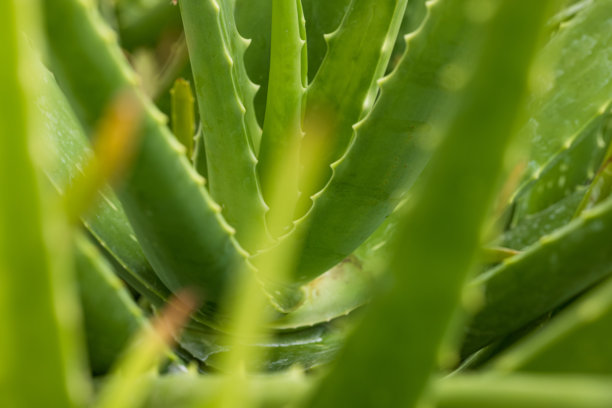 芦荟特写微距，芦荟近景，细节微距照片。有益植物、多肉植物的概念。抽象的自然图像。图片下载