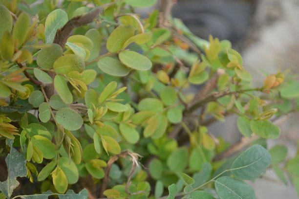 明亮自然光下的绿色叶片特写，背景柔和虚化，清新自然的微距照片图片下载