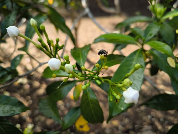 白色花蕾上的昆虫的微距照片图片下载