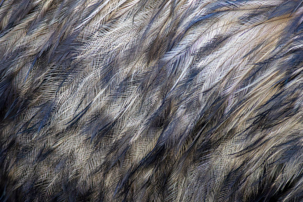 一张特写照片，捕捉到鸸鹋复杂、分层的羽毛，呈现出泥土般的棕色、灰色和黑色，强调了纹理、图案和有机细节。图片下载