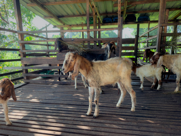 一头农场山羊站在木围栏里，旁边还有其他山羊，照片为自然日光拍摄。图片下载