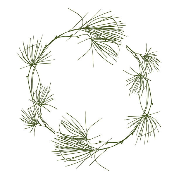 圣诞花环，饰有冷杉枝条。常青松树圆形边框。矢量手绘简约优雅插画，适用于贺卡、邀请函，留有空白复制空间，孤立在白色背景上图片下载