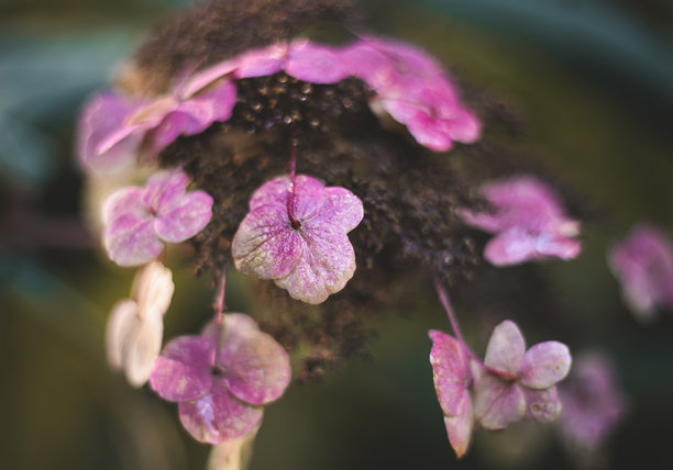 复古风格的秋季绣球花照片，使用老式模拟镜头拍摄，背景有朦胧的泡泡散景。图片下载